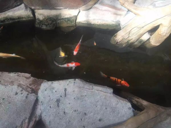 生態(tài)餐廳溫室